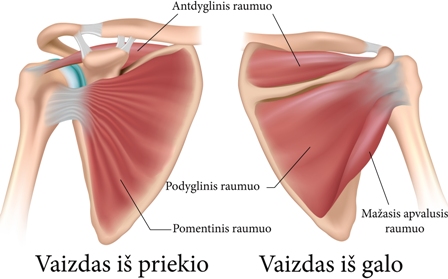 Peties rotatoriaus anatomija