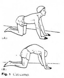 Nugaros-tiesiamųjų-raumenų-tempimo-pratimas