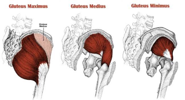 gluteal-muscles